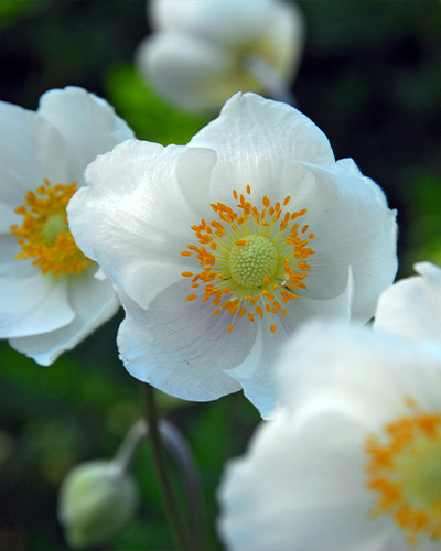 ANEMONE (VETERNICA) CORONARIA BRIDE 100 ks